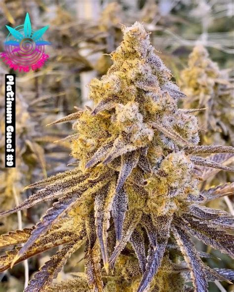 gucci strain|platinum gucci strain.